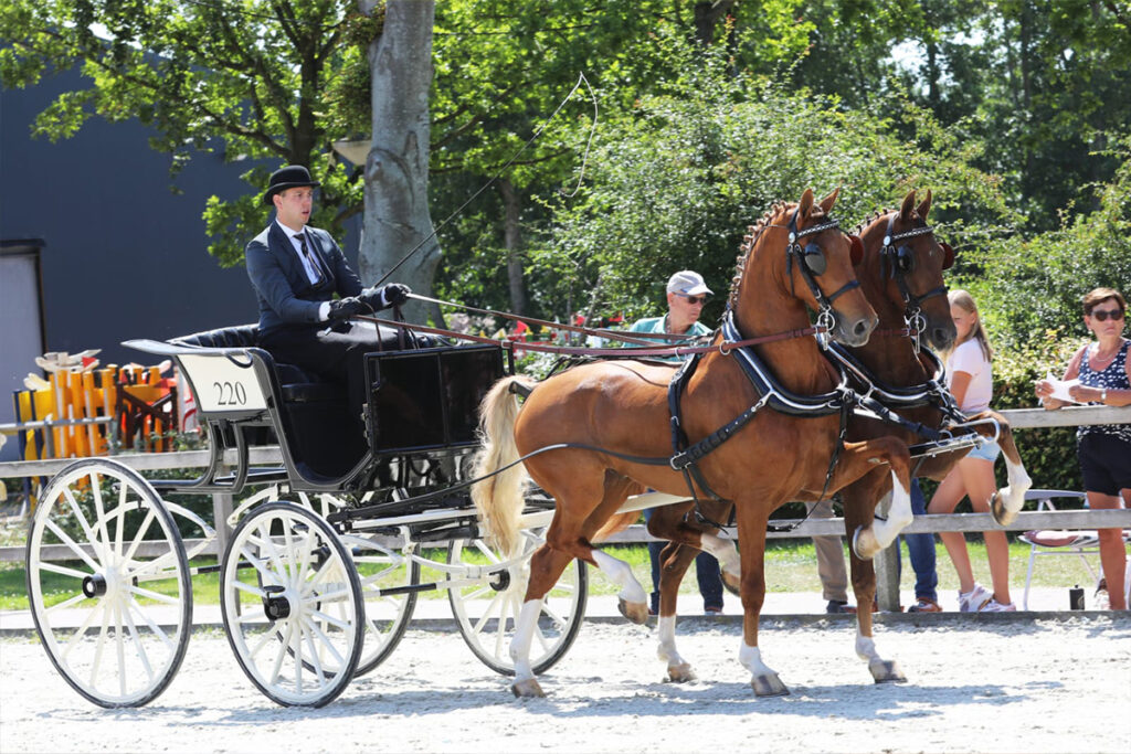 Horse2Fly Competitie